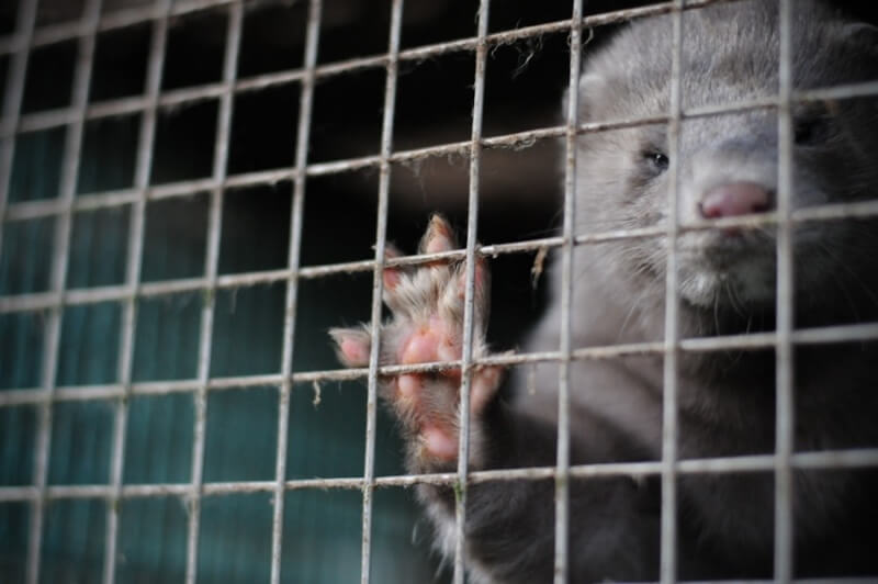 A photo of a mink on fur farm.