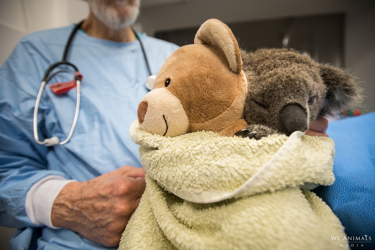 A photo of a koala being rehabilitated at Southern Cross Wildlife Care.