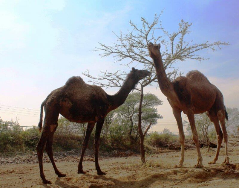 Osher and Audrey the Camels - Osher Gunsberg