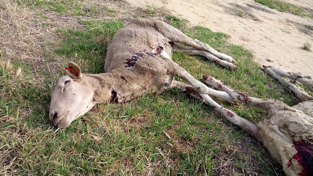 A photo from PETA's 5th exposé of Australia's wool industry.