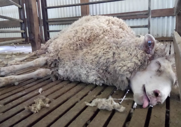 BREAKING: Another Shearer Guilty of Cruelty As PETA Releases More Shocking Footage of Australia’s Wool Industry