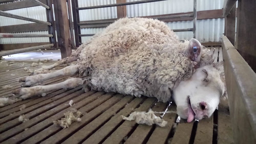 BREAKING: Another Shearer Guilty of Cruelty As PETA Releases More Shocking Footage of Australia’s Wool Industry