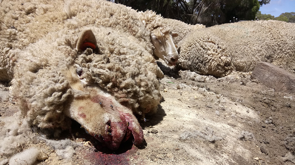 A photo from a PETA exposé of Australia's wool industry.