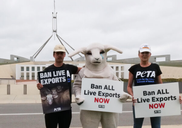 Three activists stand in front of Parliament House, Canberra, with signs that read "Ban ALL Live Export NOW" .