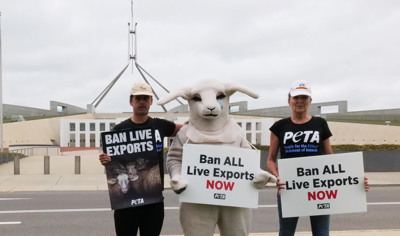 Three activists stand in front of Parliament House, Canberra, with signs that read "Ban ALL Live Export NOW" . 