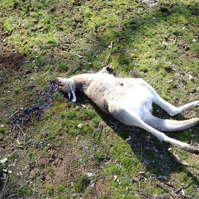 Dead Kangaroo