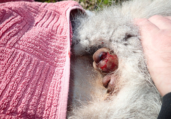 How to Remove Baby Marsupials From Their Dead Mother’s Pouch