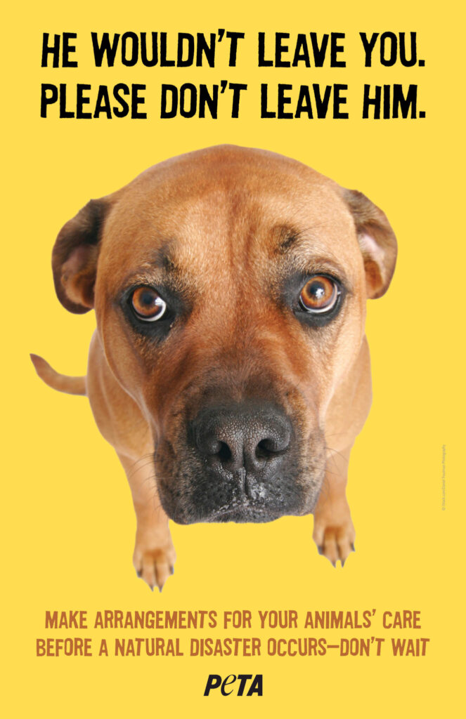 Don't leave animals behind