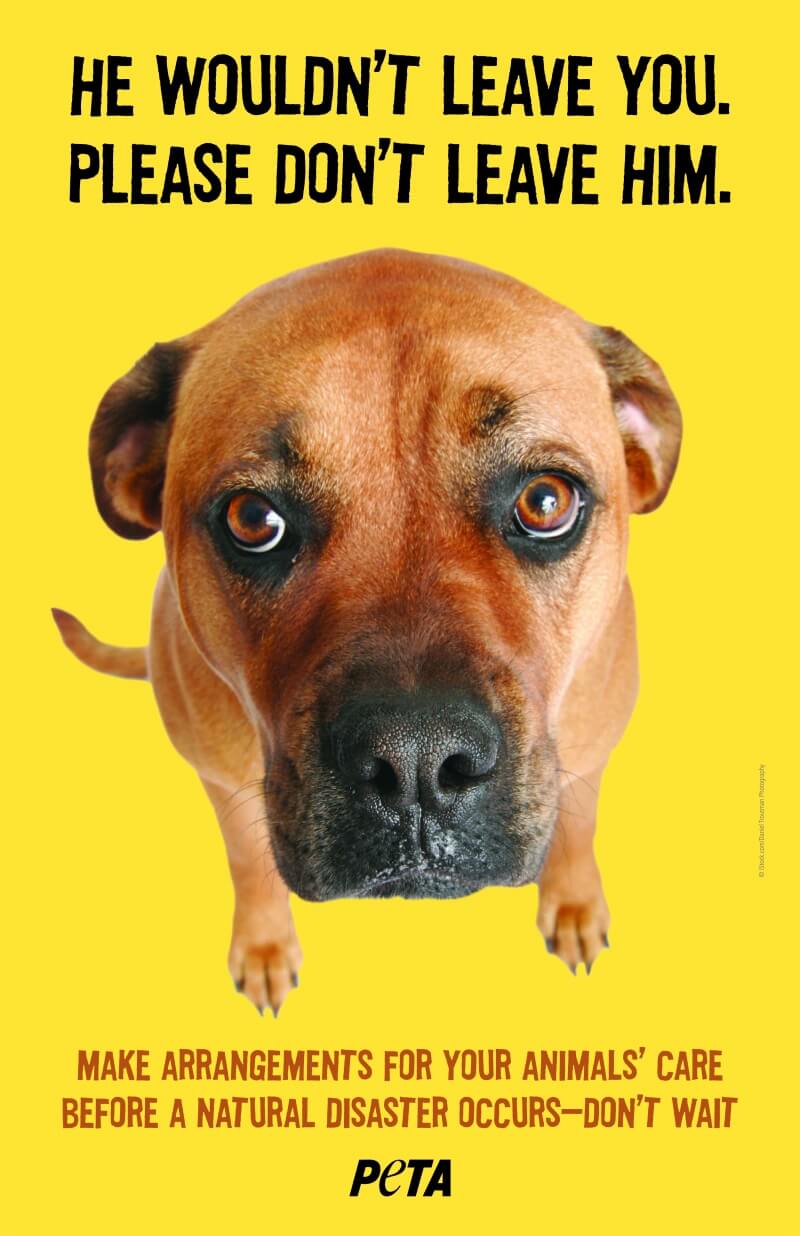 Don't leave animals behind