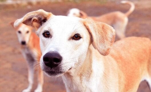 A cream colored dog