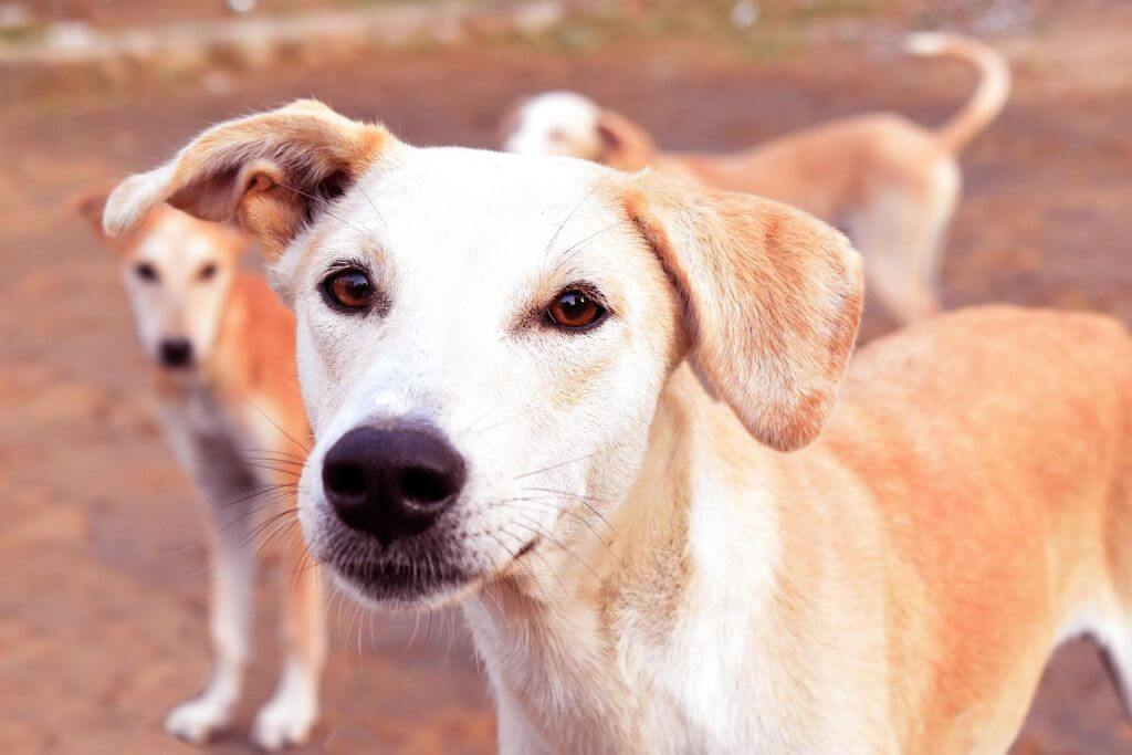 A cream colored dog