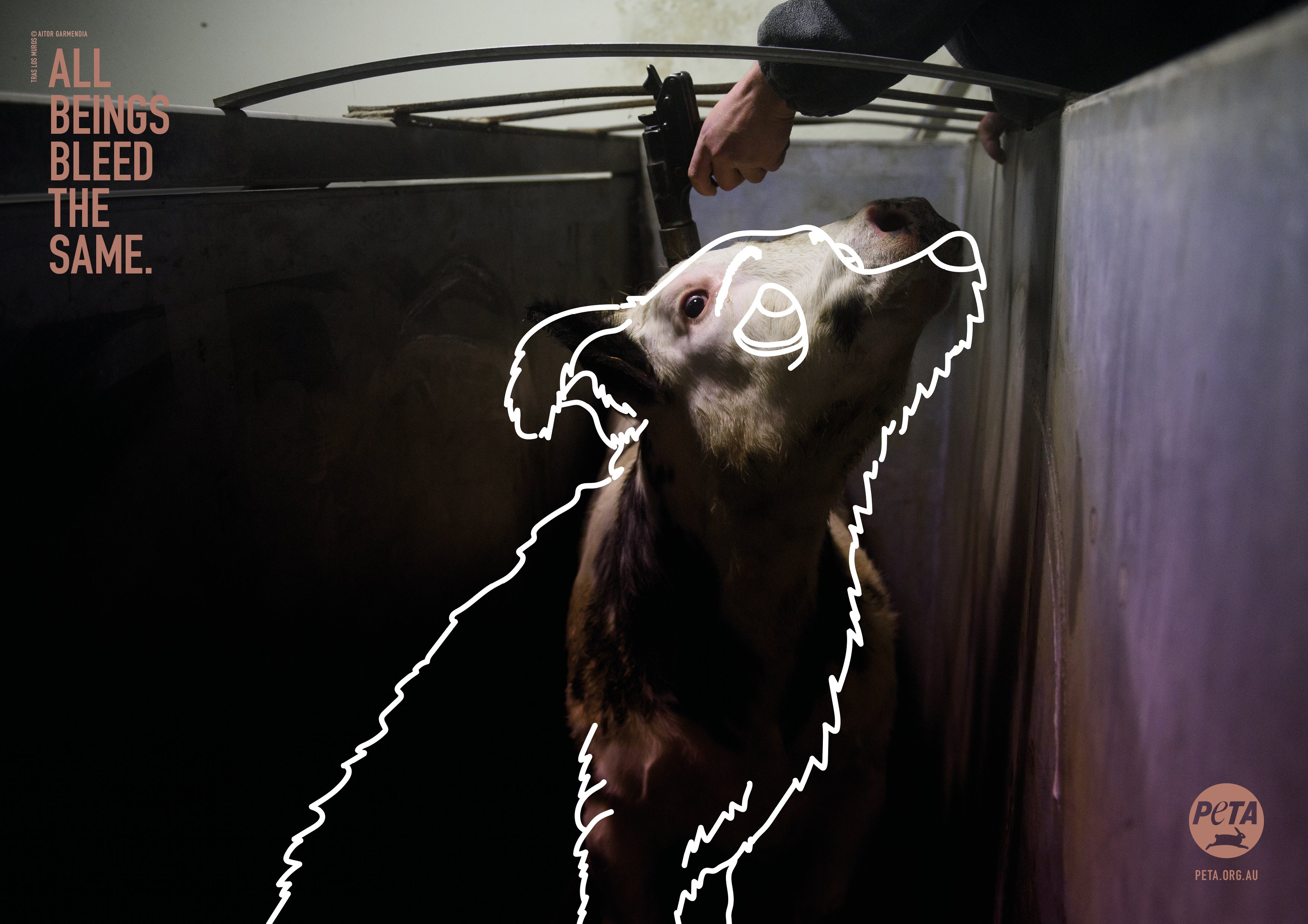 In abattoirs, pigs and cows are hoisted upside down by their back legs and their throats are cut, even though they often haven't been properly stunned. If you aren't already repulsed by that fact, would it shock you if the victim were instead a dog? Shocking new PETA ads aim to challenge viewers to question why they love some animals but eat others.