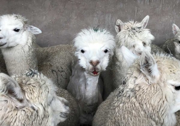 Shearers worked quickly and carelessly, leaving the animals bleeding from deep, painful wounds. This alpaca bled from the mouth.