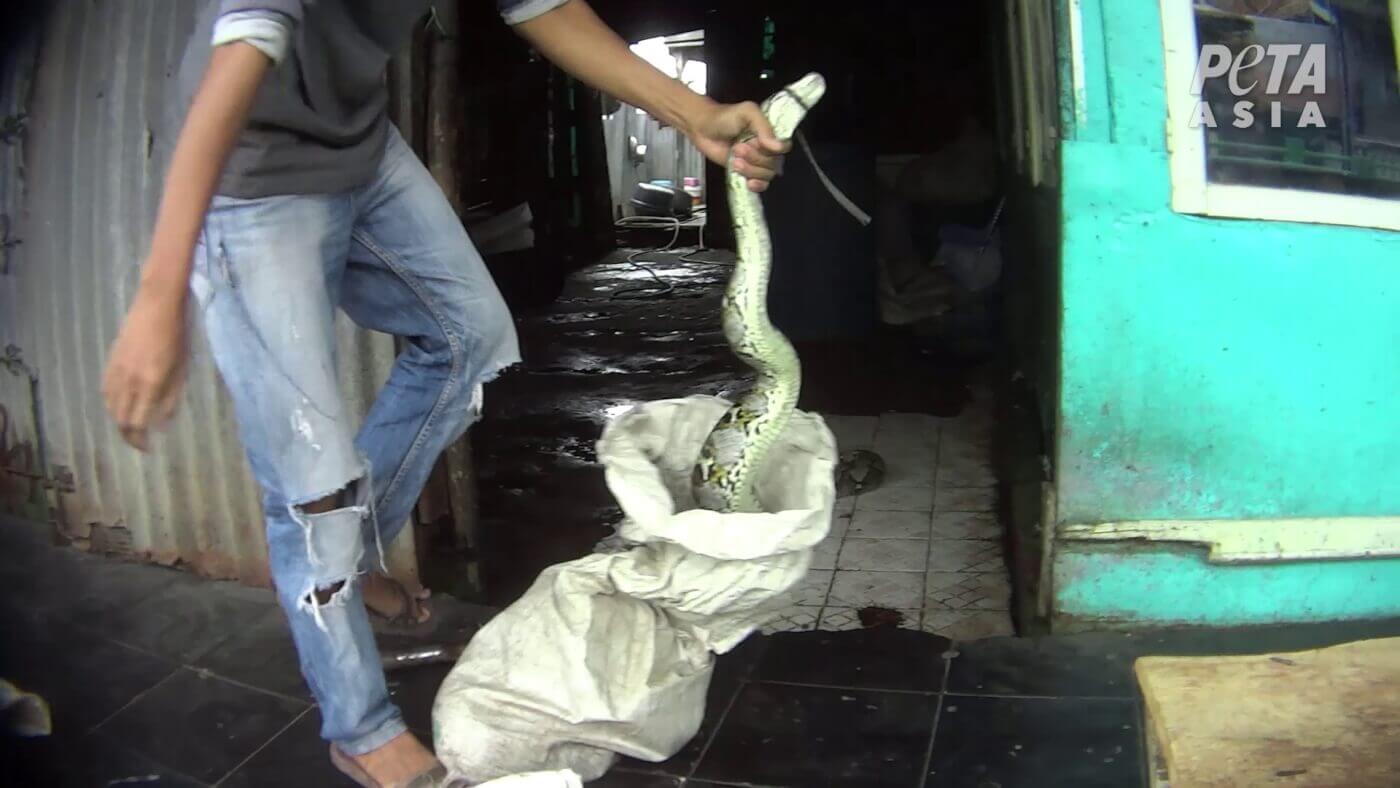 PETA Asia Video Shows Nails Driven Into Heads of Live Snakes for Fashion Accessories