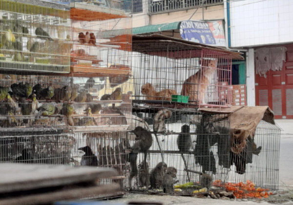 These ‘Wet Markets’ Are STILL Killing Amid COVID-19 Crisis (Video)