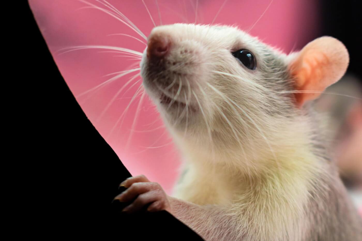 A white rat