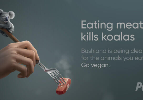 An Uncomfortable Truth for World Environment Day: Eating Meat Kills Koalas