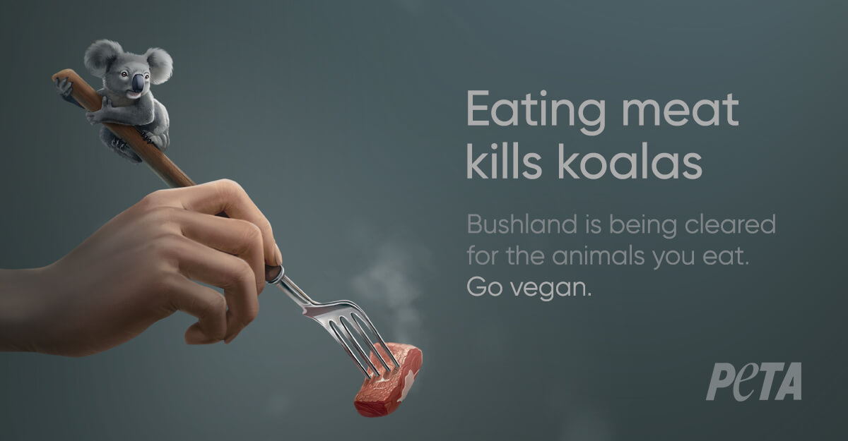 The ad features a koala clinging to a branch that cleverly becomes a fork stabbing a piece of meat, along with the confronting tagline, “Eating meat kills koalas. Australian bushland is being destroyed to make way for the animals you eat.” 