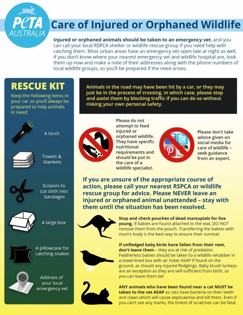 PETA Australia Infographic Injured Wildlife Advice Small