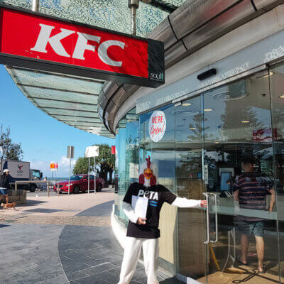 a human sized "chicken" delivers a petition to KFC