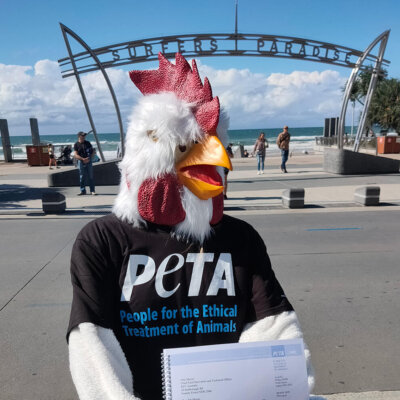 a human sized "chicken" delivers a petition to KFC