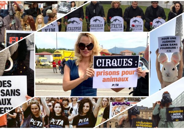 Historic! France to Shut Down Mink Farms, Dolphin Captivity and Wild Animal Circuses