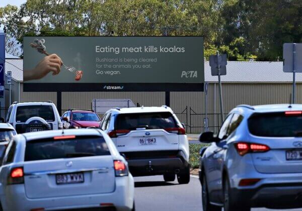 An Uncomfortable Truth for World Environment Day: Eating Meat Kills Koalas