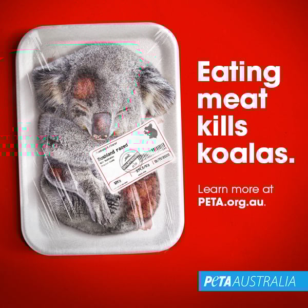 A photoshopped image of a dead koala in a meat tray with the text "Eating Meat Kills Koalas".