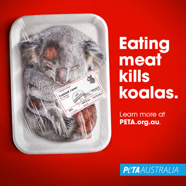 A photoshopped image of a dead koala in a meat tray with the text "Eating Meat Kills Koalas".