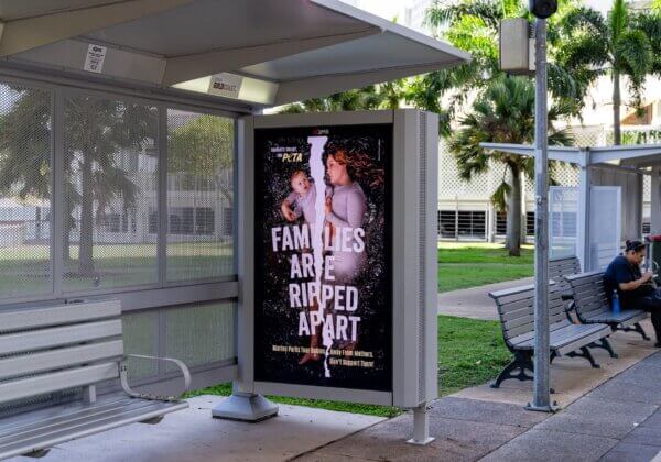 Families Ripped Apart: Anti–Marine Park Message Arrives on Seaworld Drive