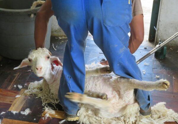 PETA Exposes Mohair Industry: Goats Thrown, Cut, and Killed in South Africa