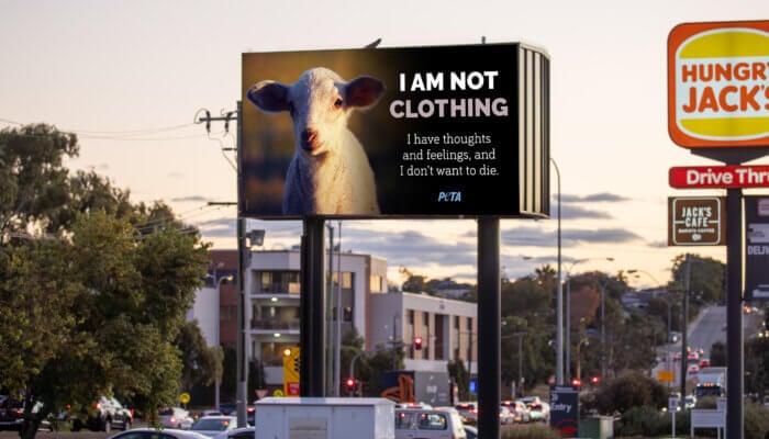 “I am Not Clothing” – New PETA Billboard Celebrates Sheep as Individuals