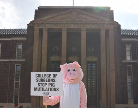 PETA Pig Royal Australasian College of Surgeons