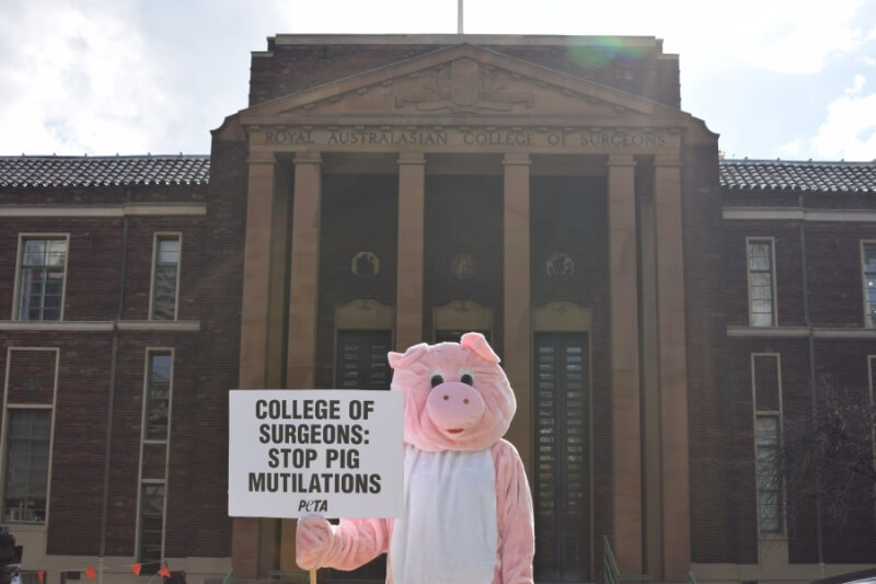 PETA Pig Royal Australasian College of Surgeons