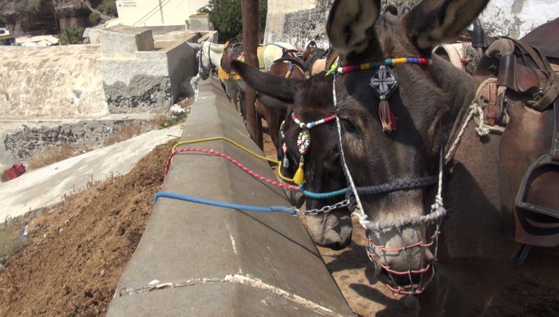 Donkeys on Santorini Abused and Used as Taxis: Please Help Them! - Action  Centre - PETA Australia
