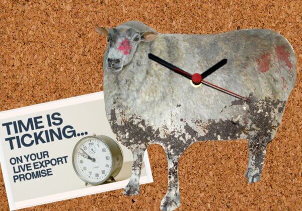 PETA’s Birthday Gift to Albo: ‘Time Is Ticking on Your Live-Export Promise’