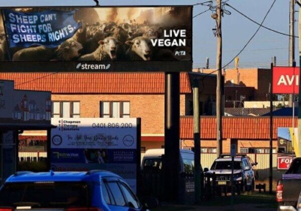 Sheep Rights Billboard Campaign Fires Up Lamb-Eating Aussies