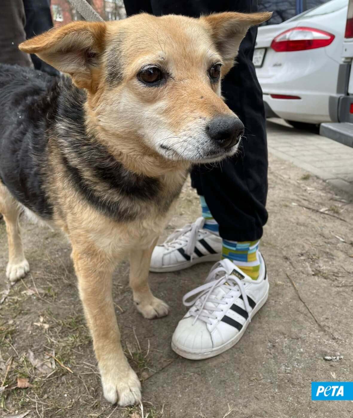 Rescued dog Rouzha