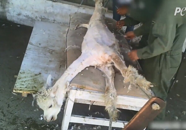 An alpaca being sheared.