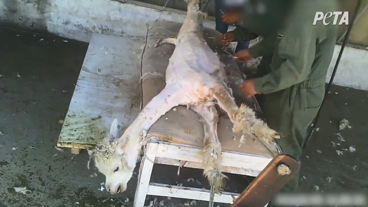 An alpaca being sheared.