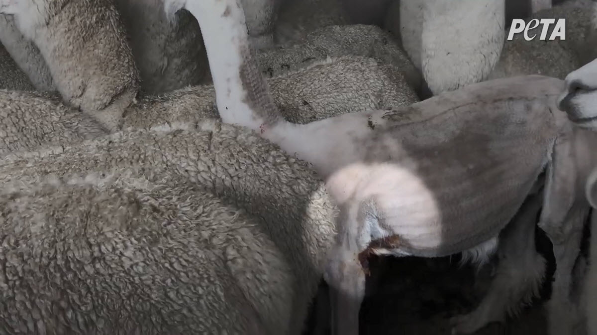 Cuts on an alpaca after shearing.