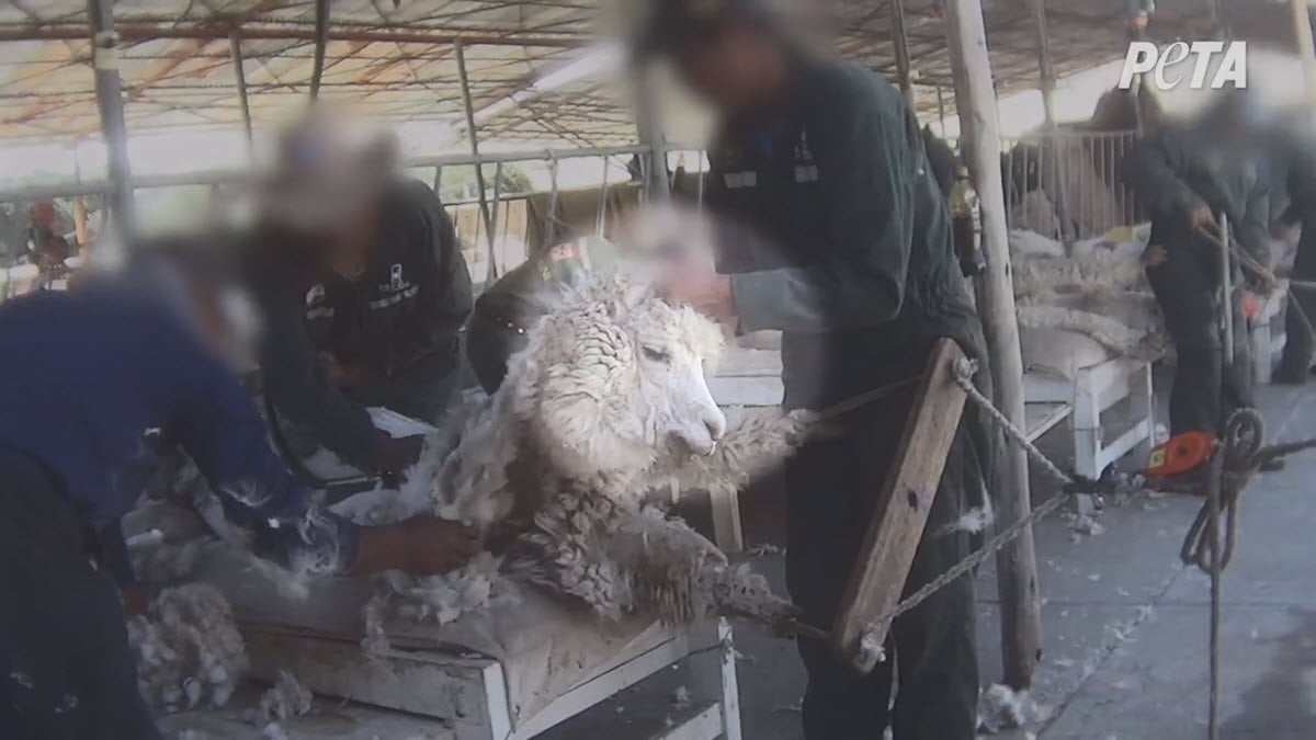 An alpaca struggles while being sheared.