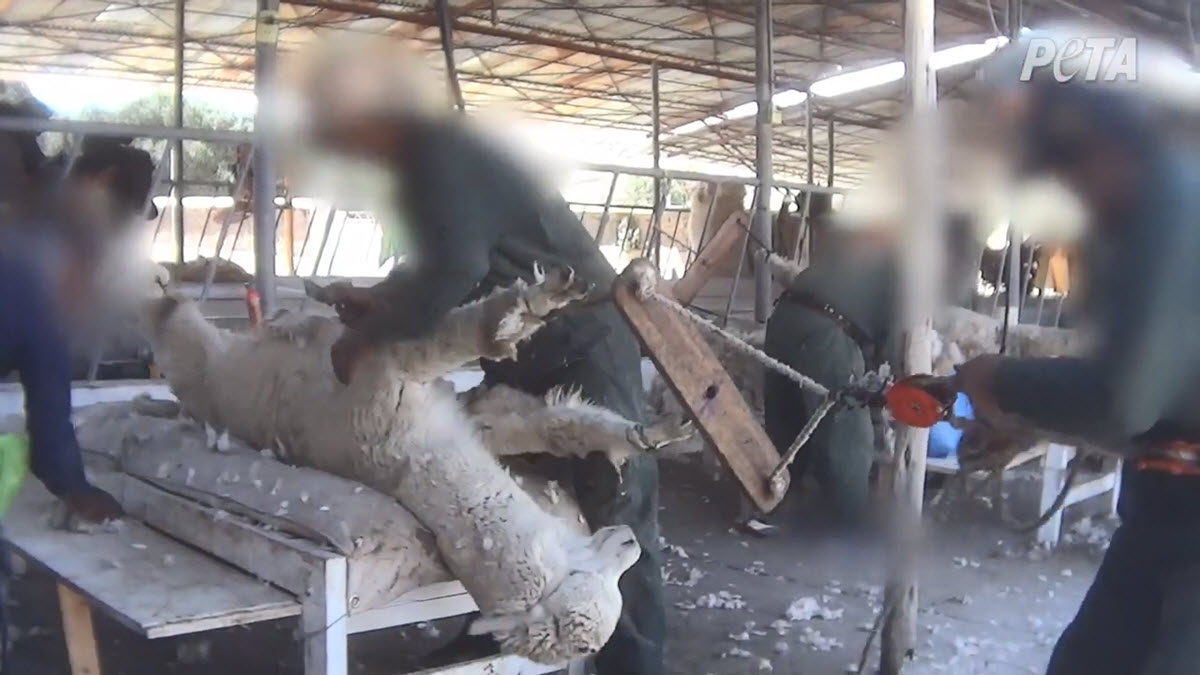 An alpaca tied tightly by the legs and pulled hard, nearly wrenching their legs out of their sockets.