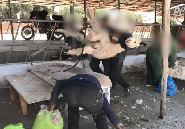 Urge Anthropologie to Drop Alpaca Items Following PETA Exposé