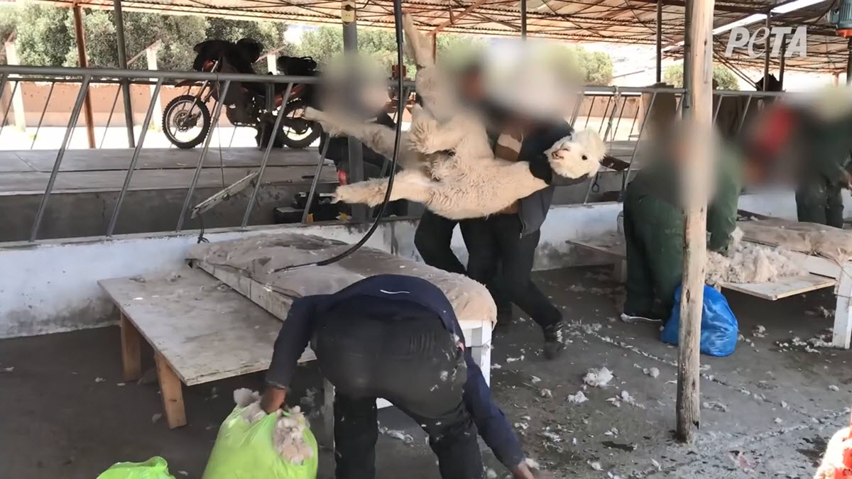 An alpaca is slammed onto a shearing table.