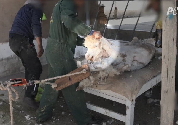 An alpaca has a restraining device on his legs and is stretched across a table to be sheared.