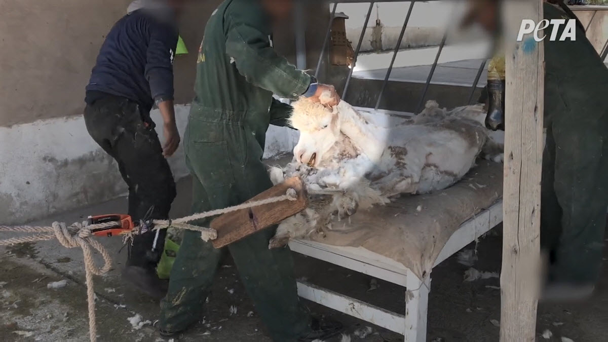 An alpaca has a restraining device on his legs and is stretched across a table to be sheared.