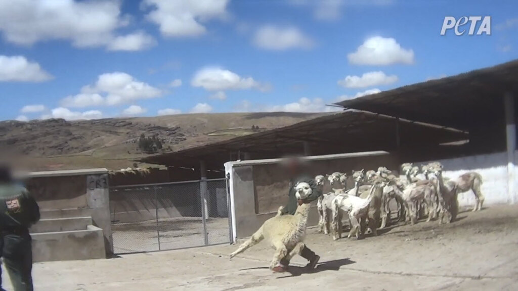 Peruvian Alpaca Wool Exposed: Crying, Vomiting Alpacas Tied Down, Cut ...