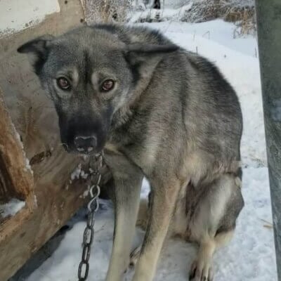 Iditarod dog chained to a kennel