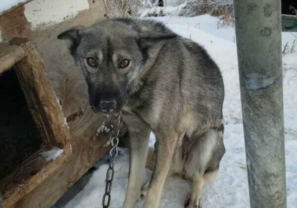 Iditarod dog chained to a kennel